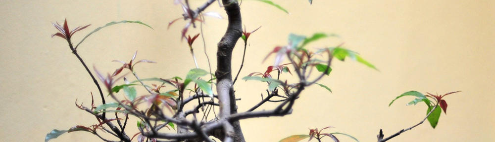 How do Babies see Faces?